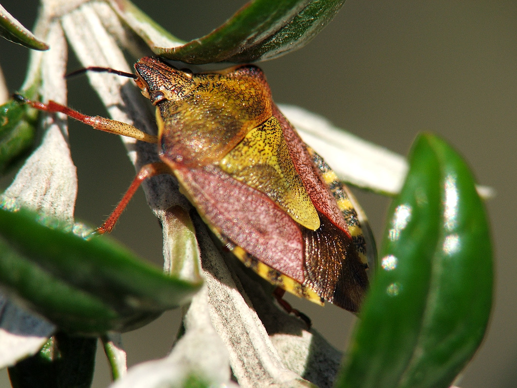 cimice