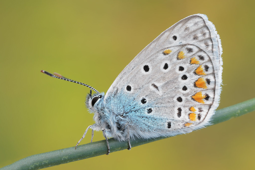 Plebejus agestis