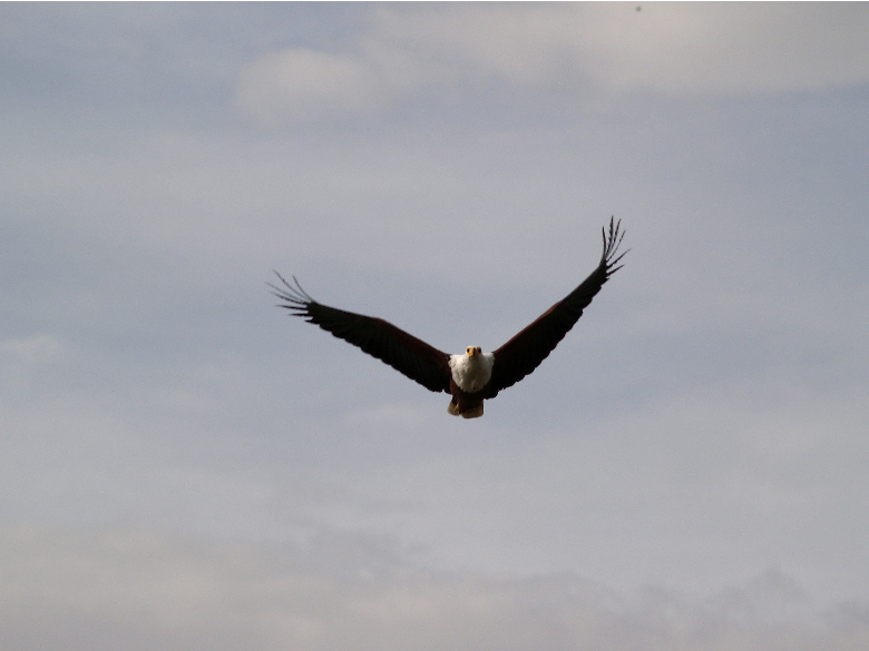 aquila pescatrice
