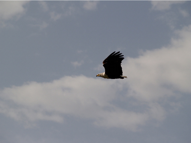 aquila pescatrice2