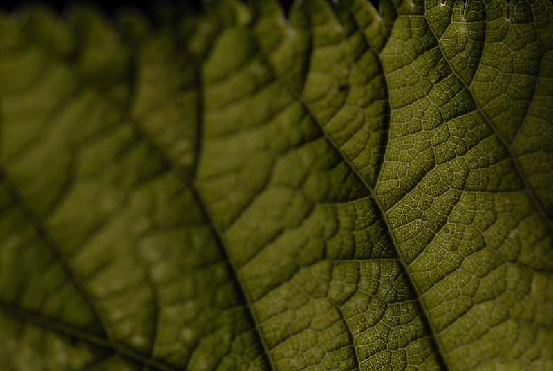 Leaf