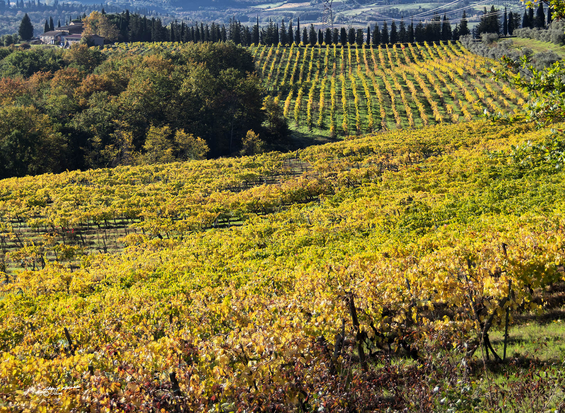 I colori autunnali.. Vigneti Toscani.