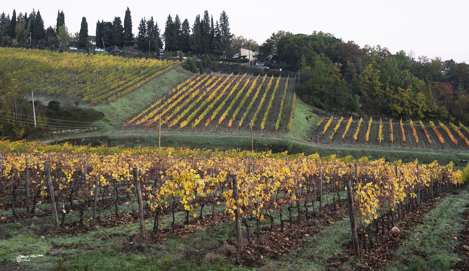 I Vigneti toscani. d'autunno..