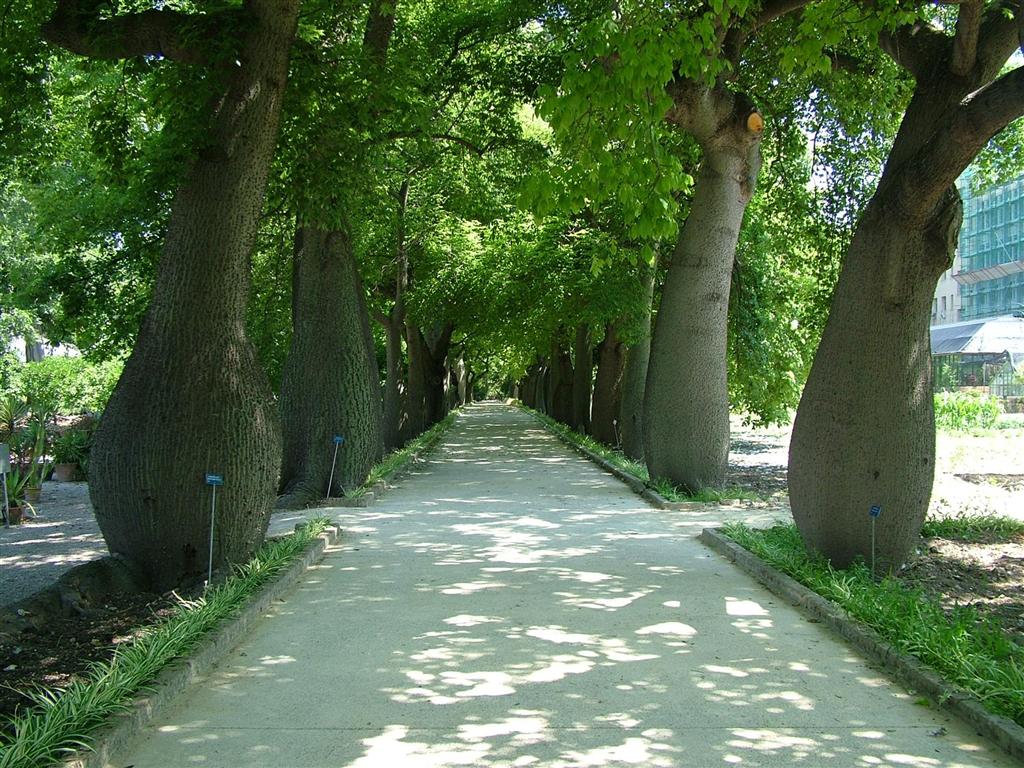 Orto Botanico -PA-