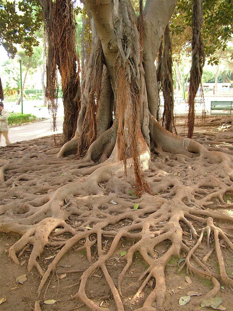 Ficus - Giardino Inglese -PA-