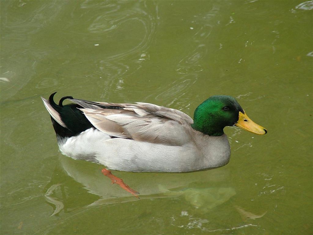 Papera