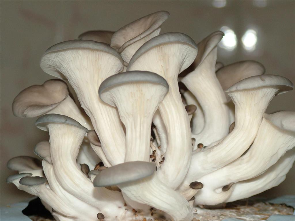 Funghi