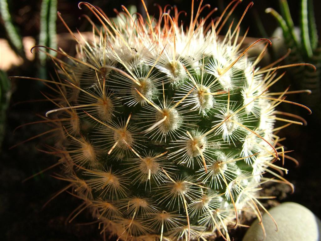 pianta grassa