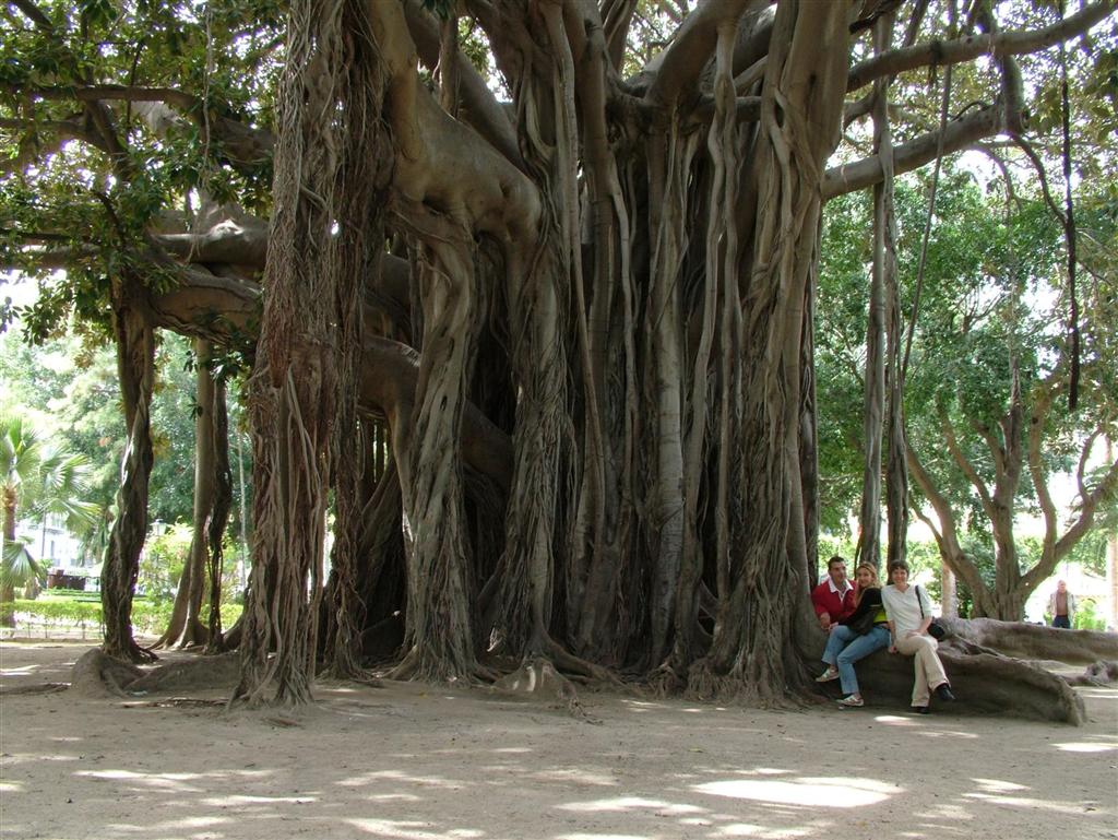 Ficus - P.zza Marine -PA-