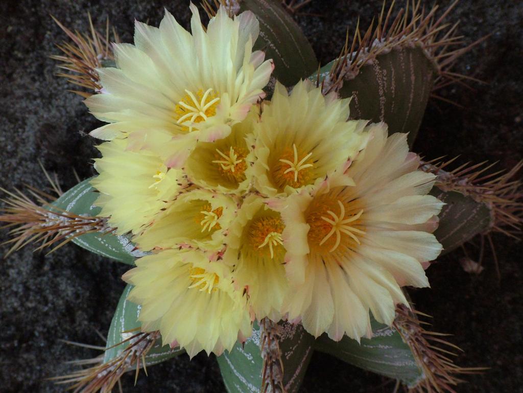 flower