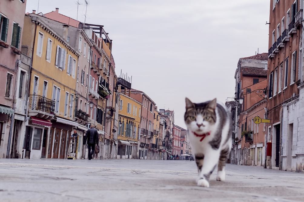Venezia
