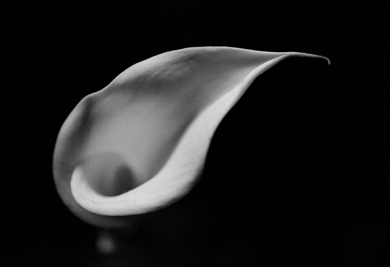 Calla 3