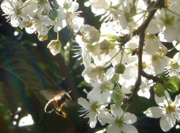 Apetta