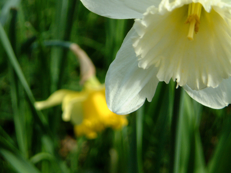 fiore