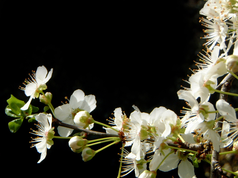 primavera