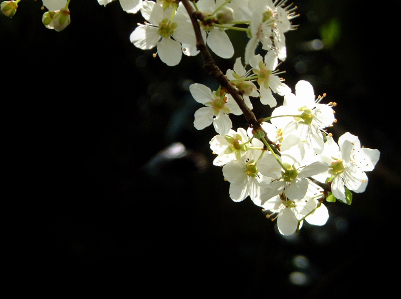 primavera 3