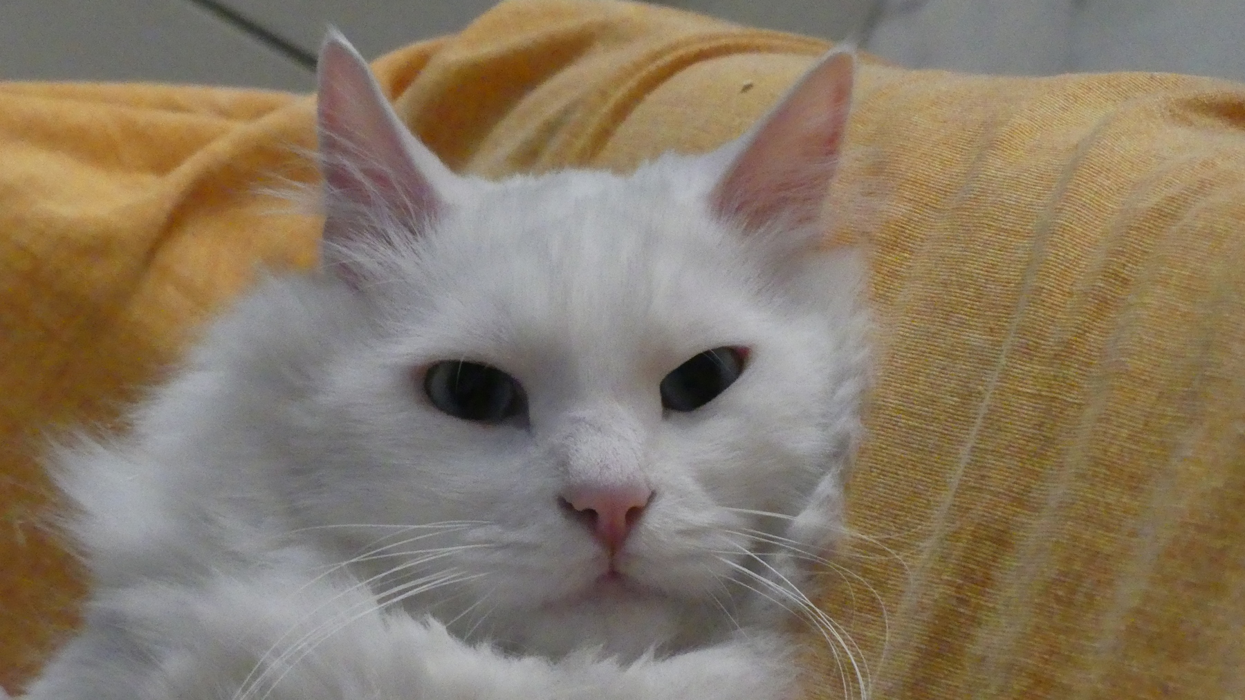 Teo 1 ISO3200; 4; 1/50s