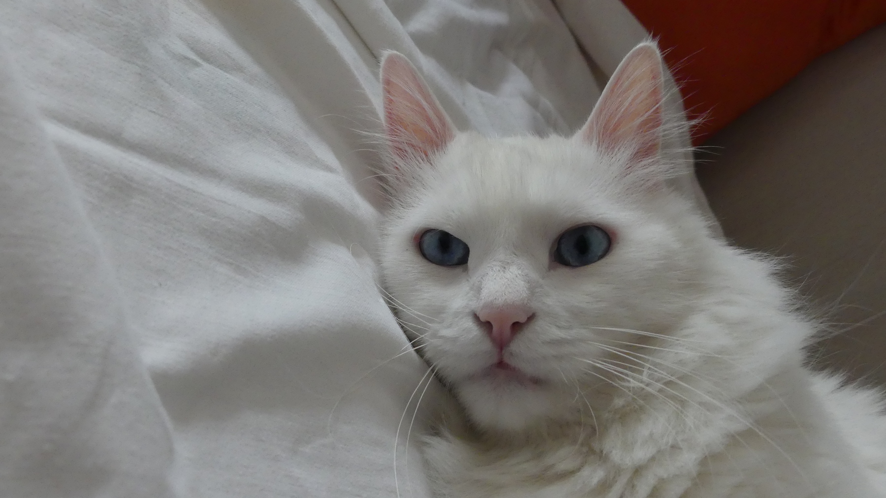 Teo 2 ISO640; 2,8; 1/80s