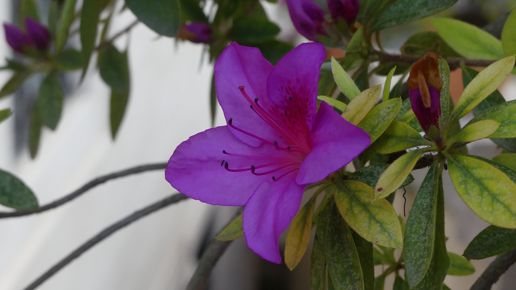 FZ300 Fiore ISO400; F$; 1/200s