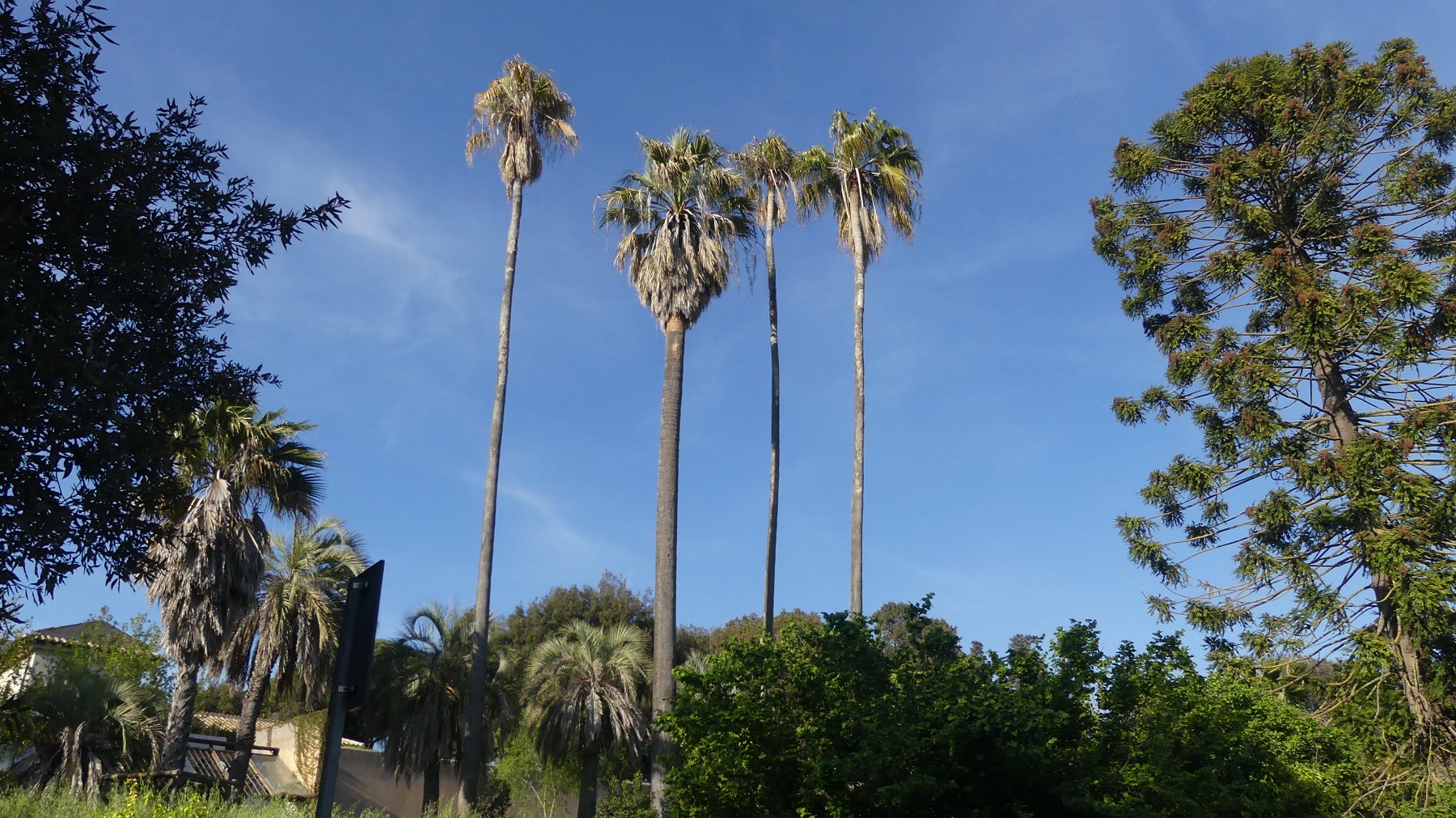 FZ300 Palme a villla Pamphili ISO200; 4; 1/1300 (con polarizzatore, mi sembra)