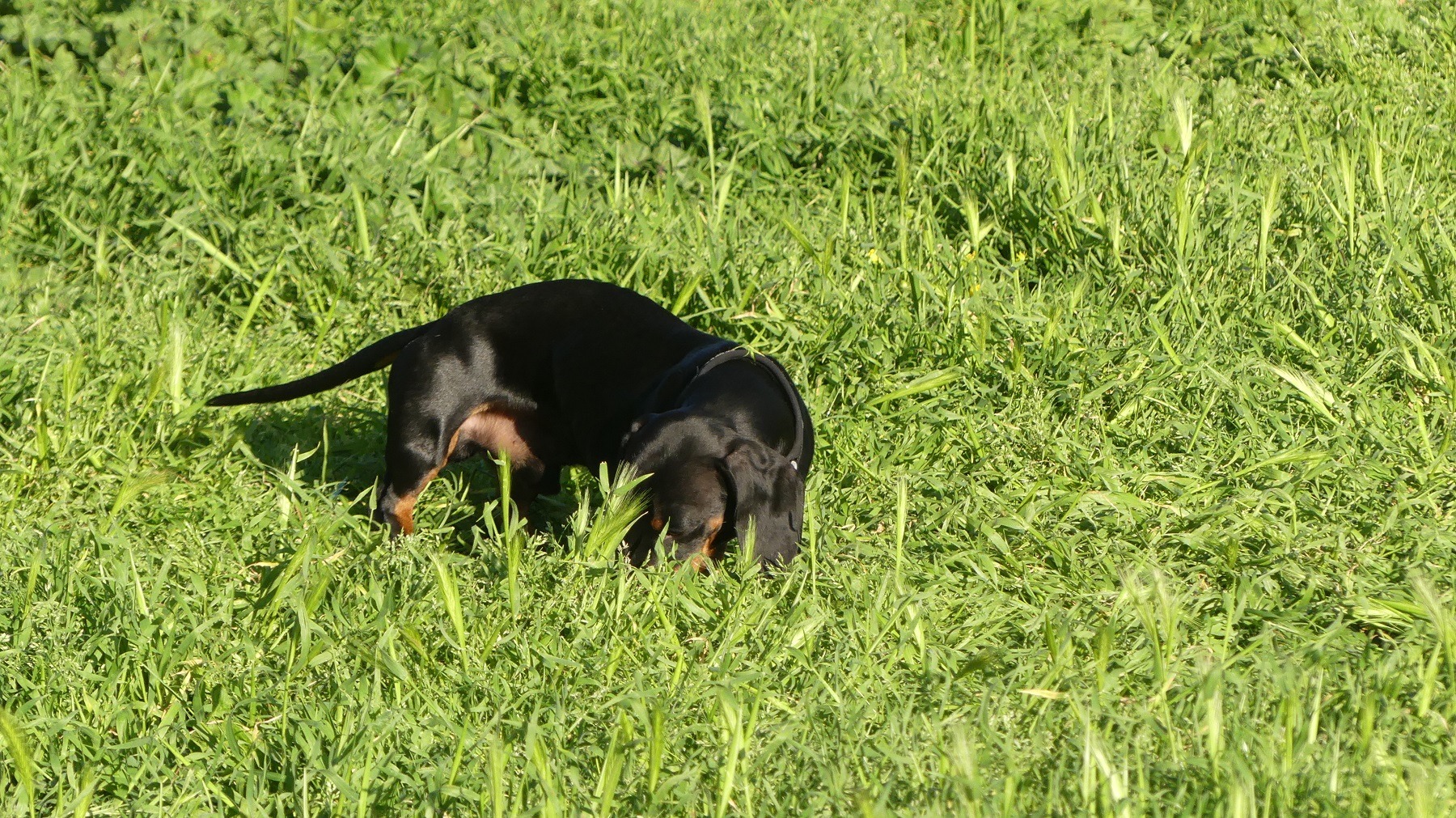 FZ300 Cane a Villa Pamphili ISO200; 4; 1/800s