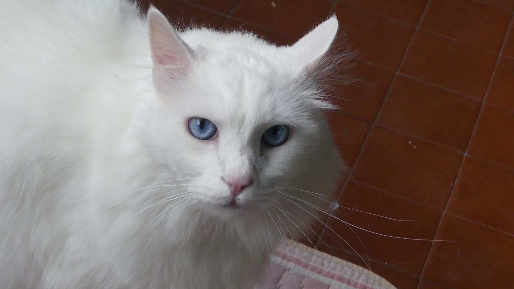 FZ300 Teo 6 ISO400; 4; 1/500s