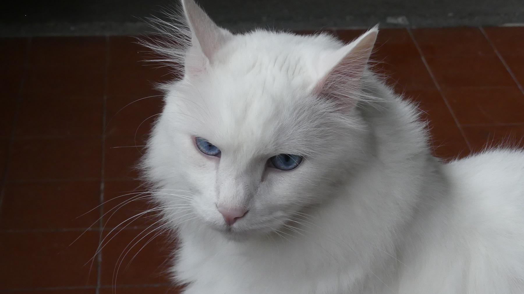 FZ300 Teo 7 ISO400; 4; 1/500s