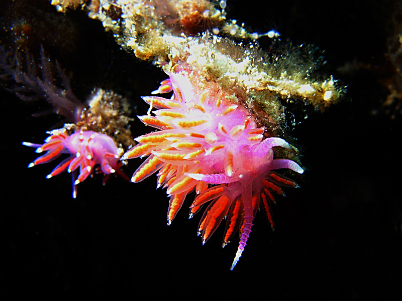 Lumachine di mare2