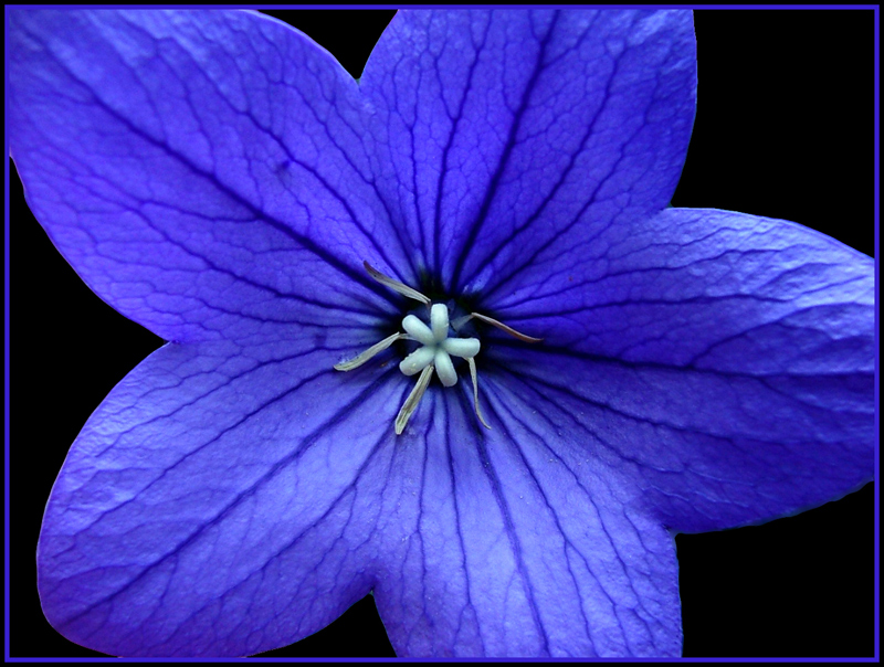 macro fiore