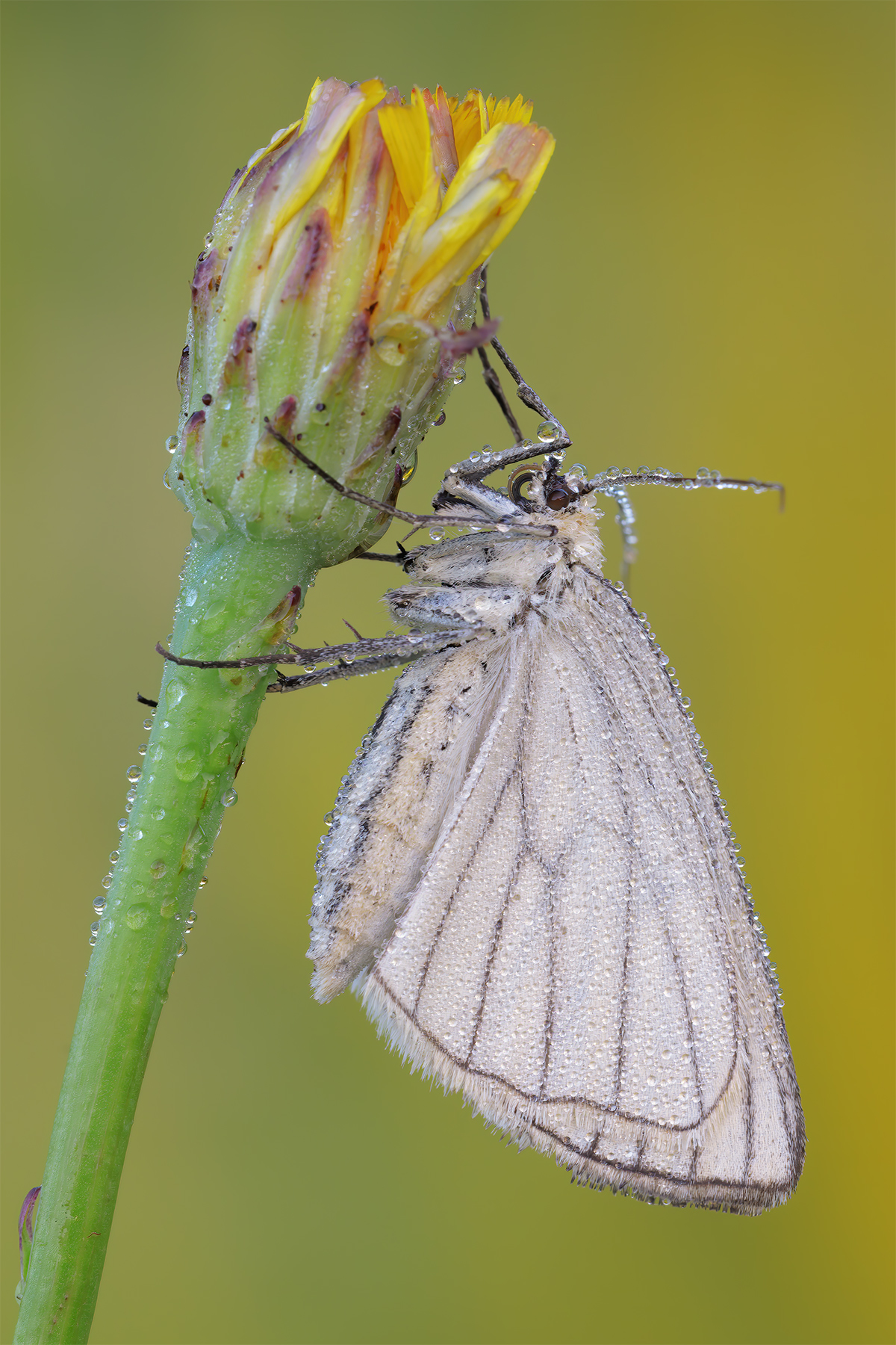 Siona lineata