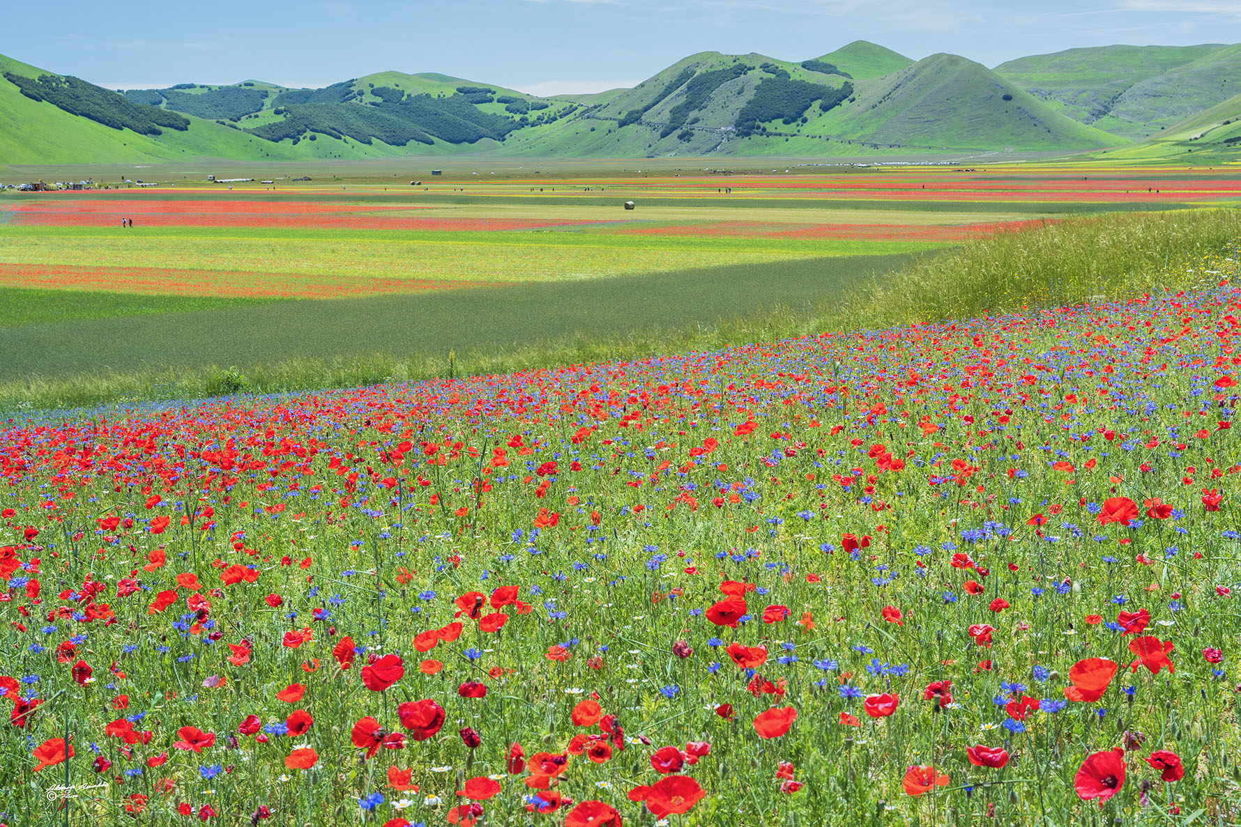 Castelluccio ed i suoi colori..(119)