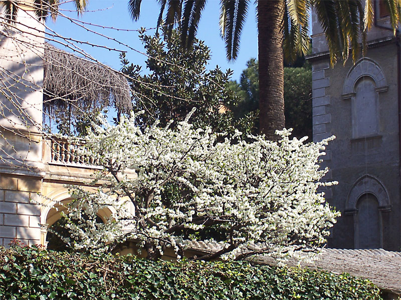 Primavera in citt