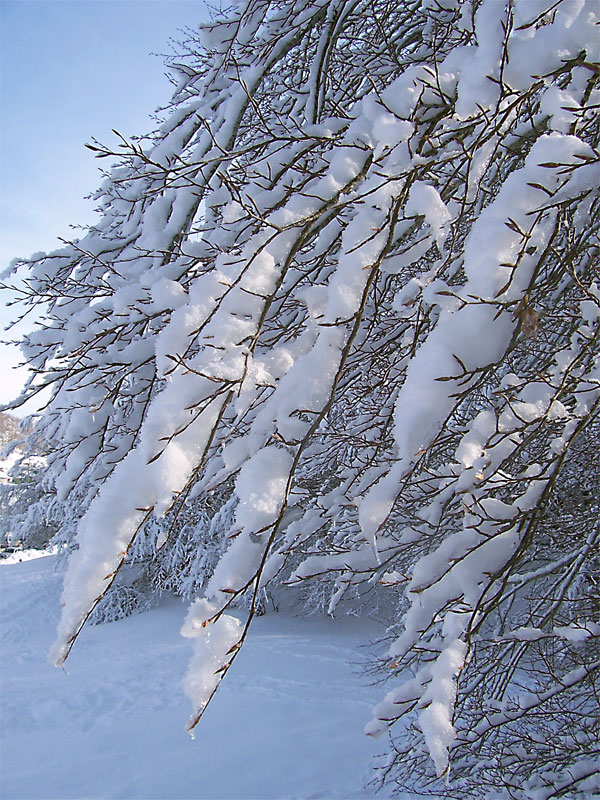 Neve