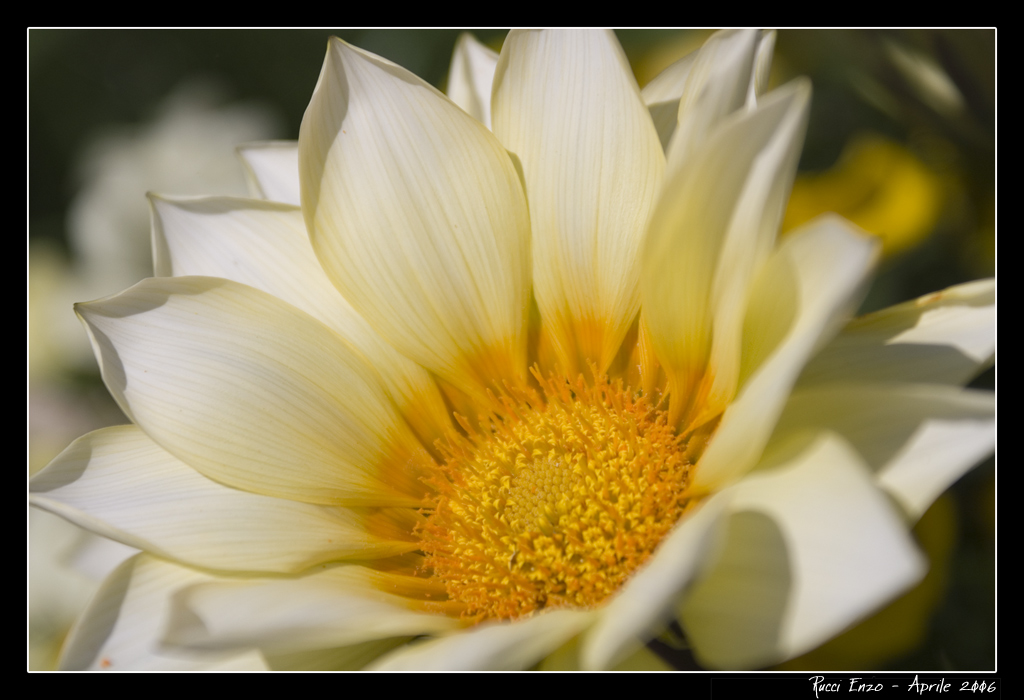 Fiore2