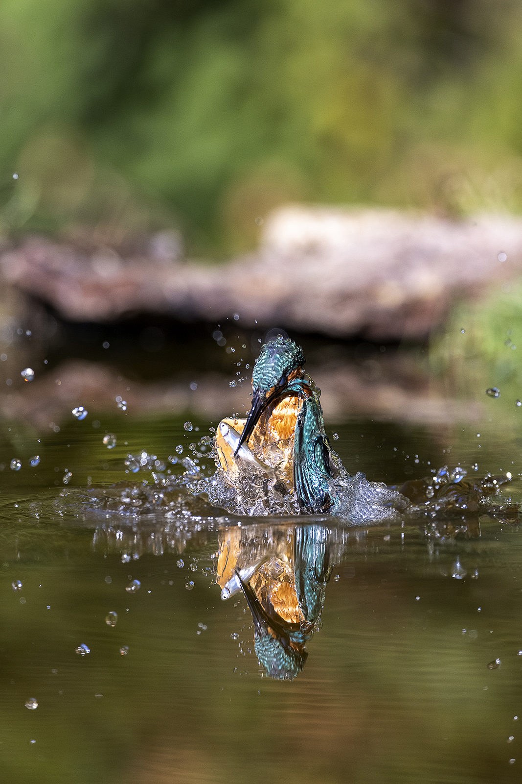 martin pescatore  riflesso 1