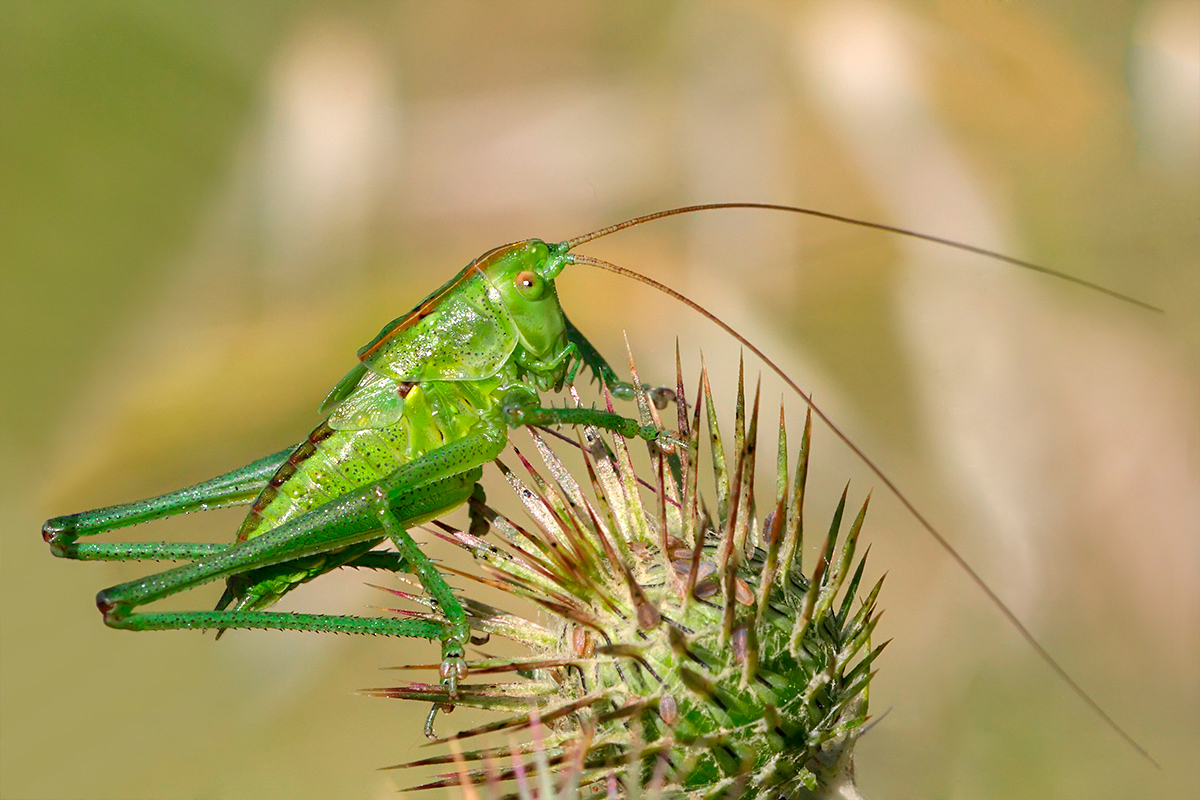 Tettigonia viridis