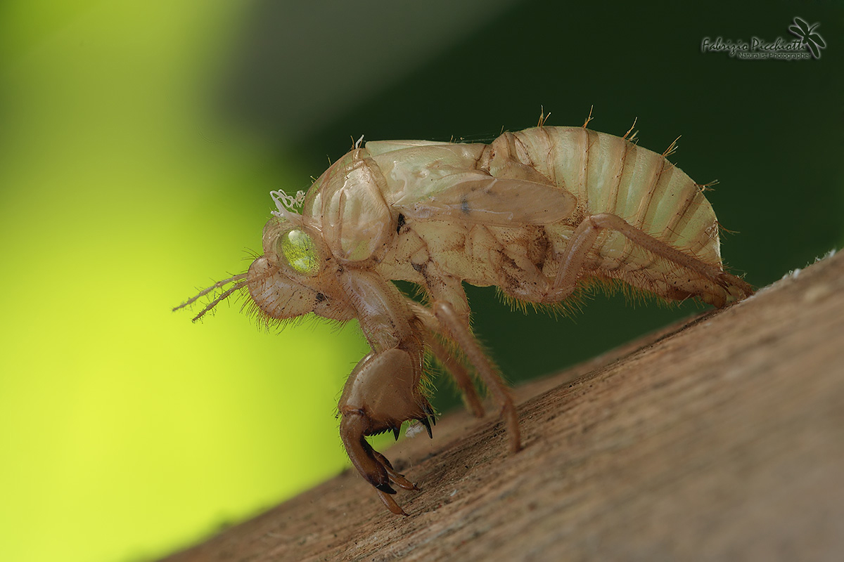 EXUVIA