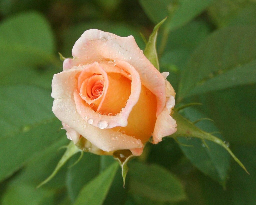 rosa
