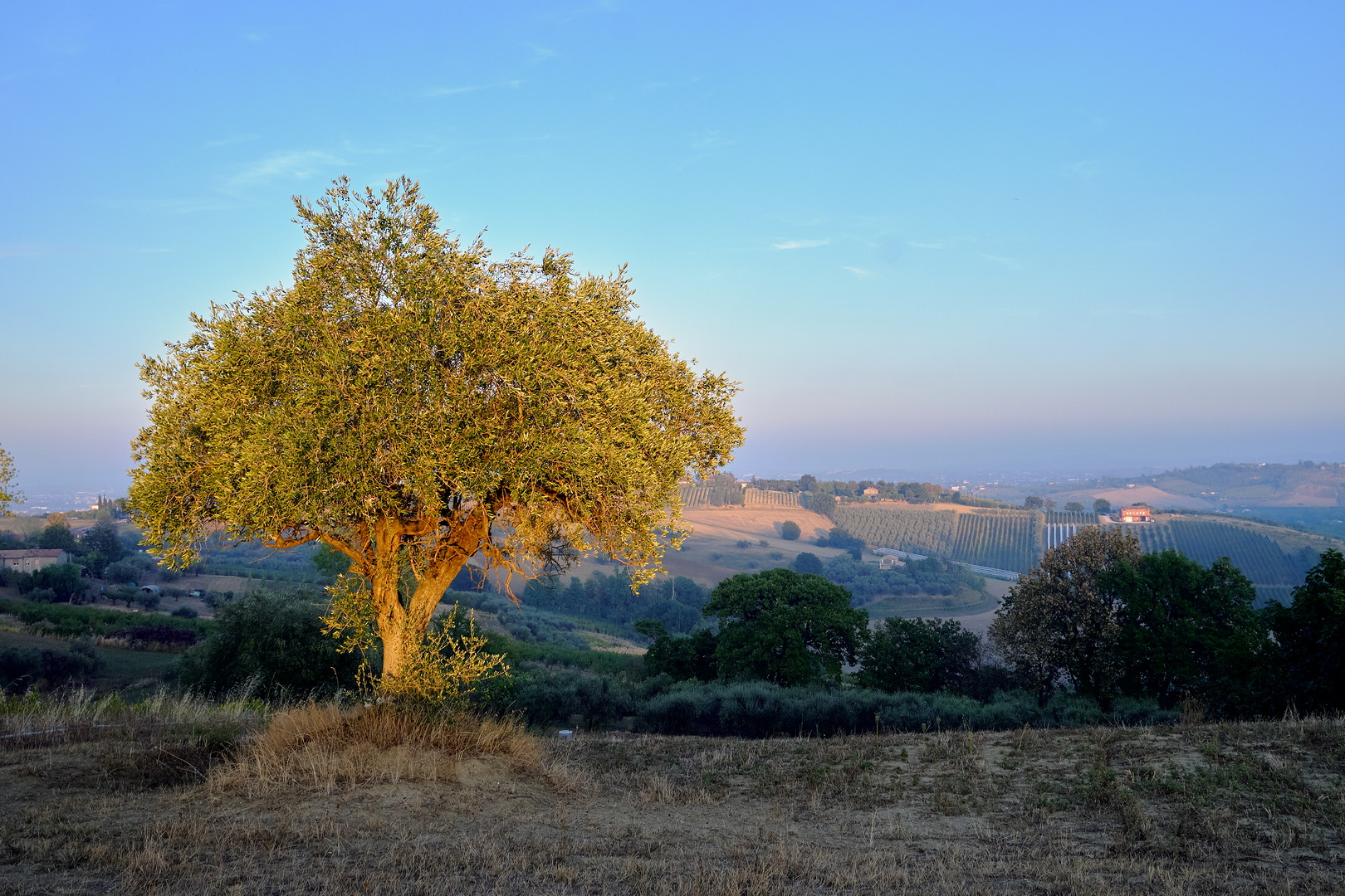 Ulivo al tramonto