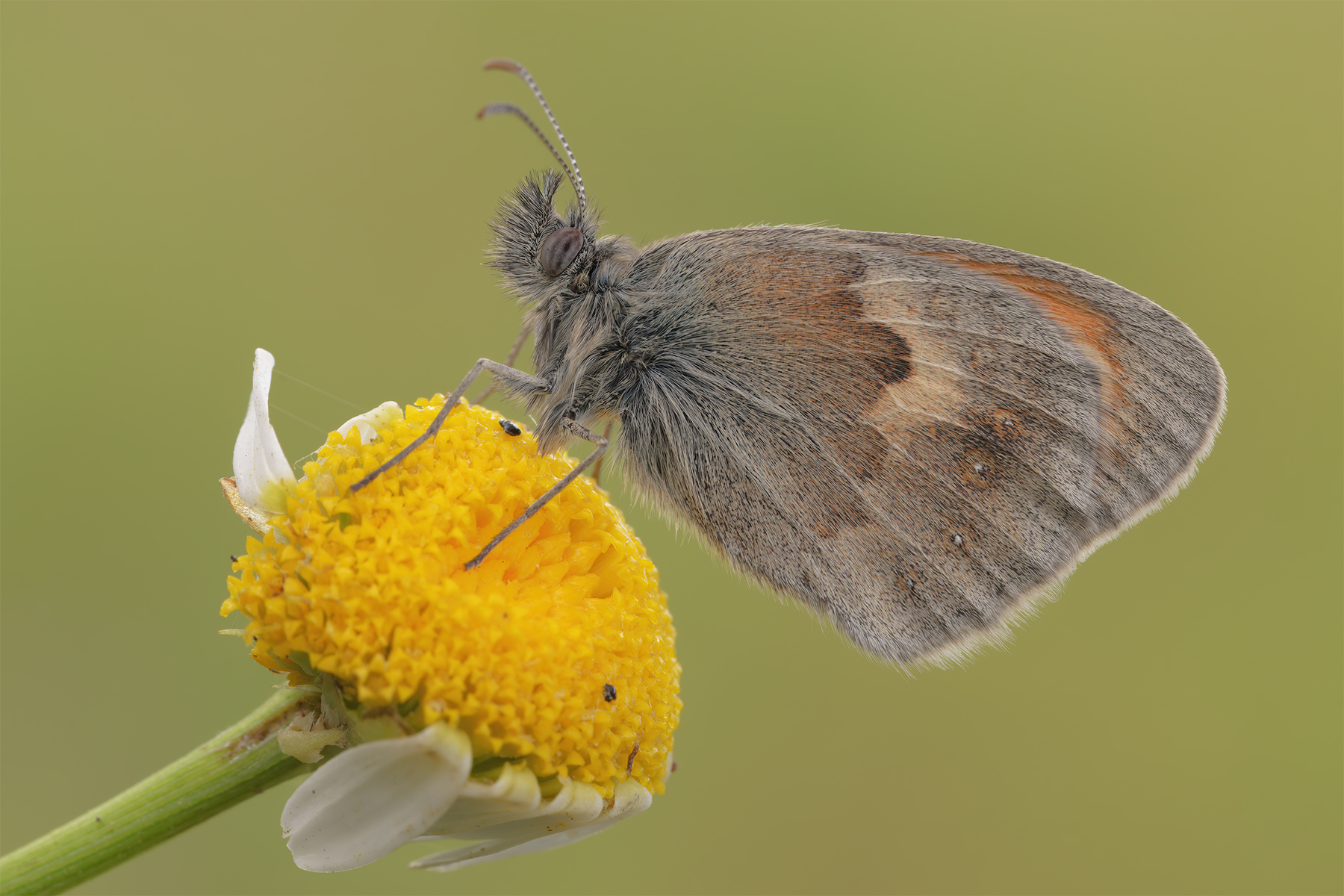 Coenonympha pamphilus