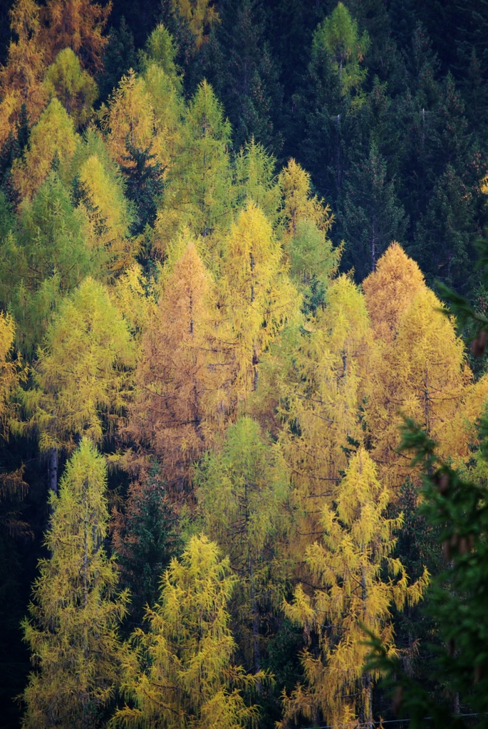 Luvci d'autunno 6