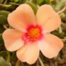 Fiore