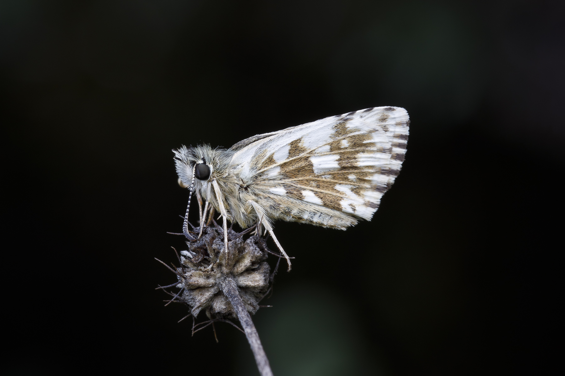 Pyrgus
