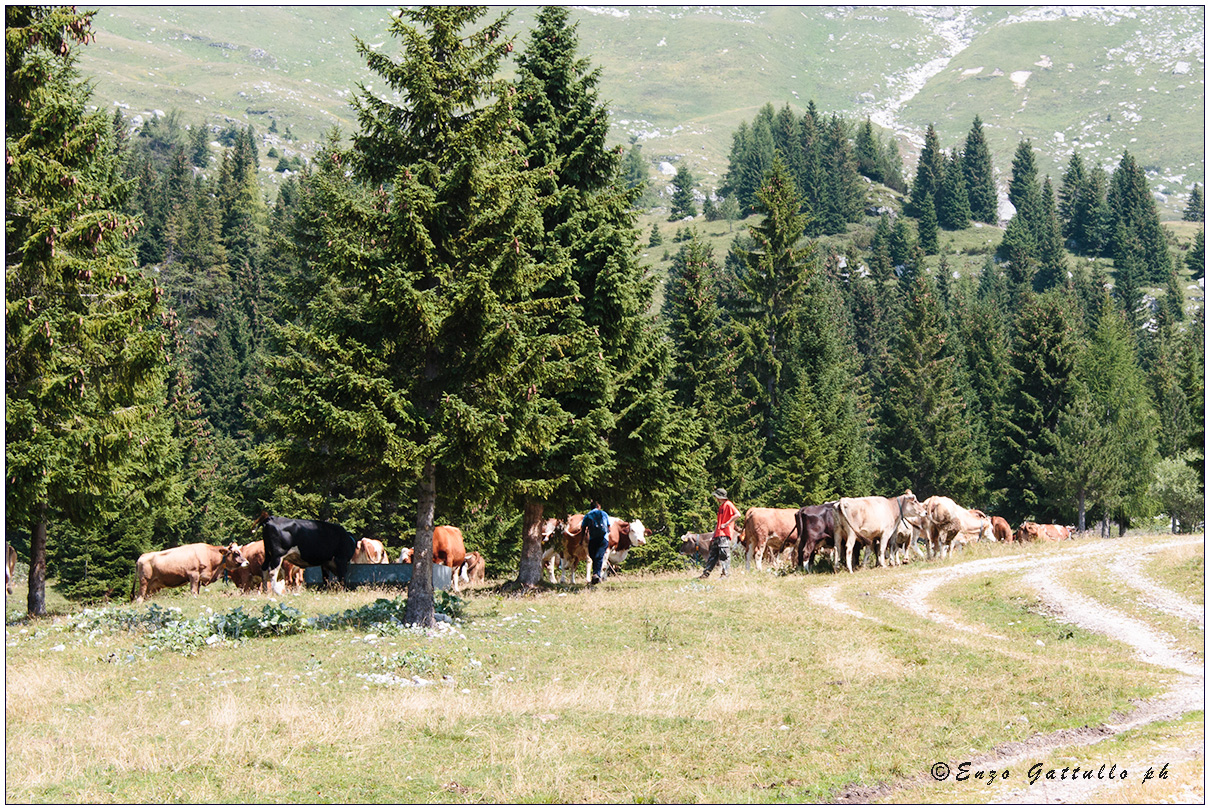 Vacche al Montasio