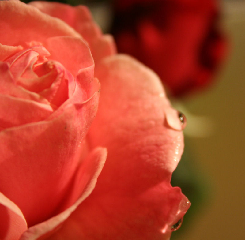 Rosa e gocce