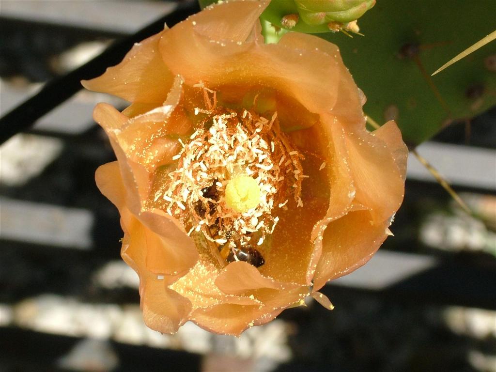 Flower plus visitor