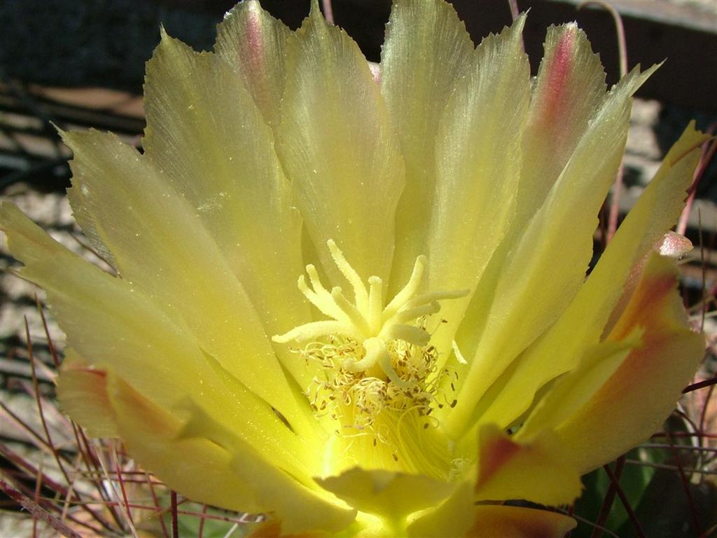flower