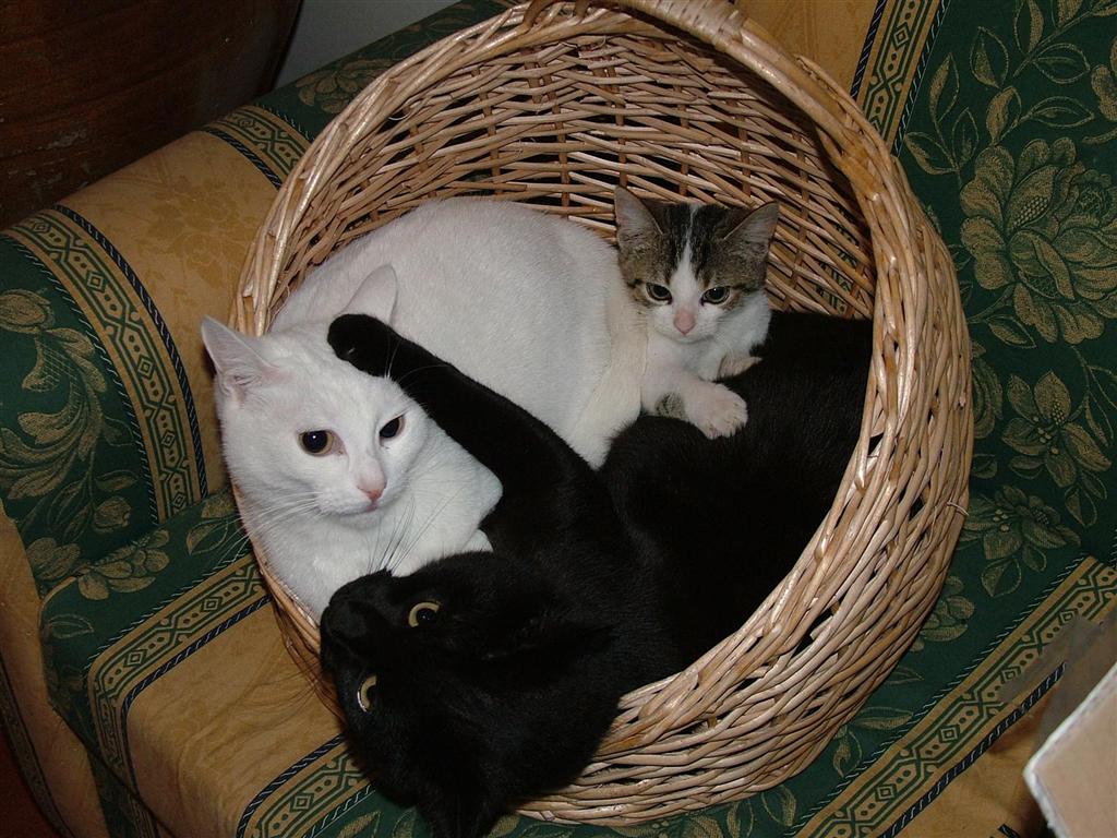 cats