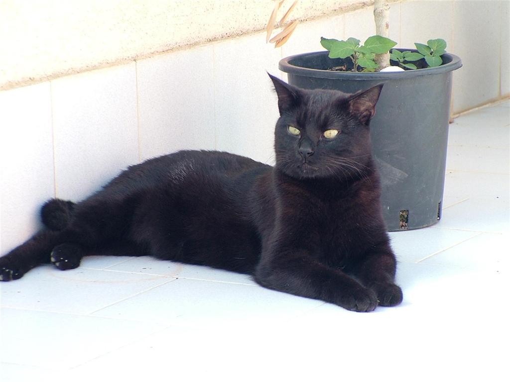 cat