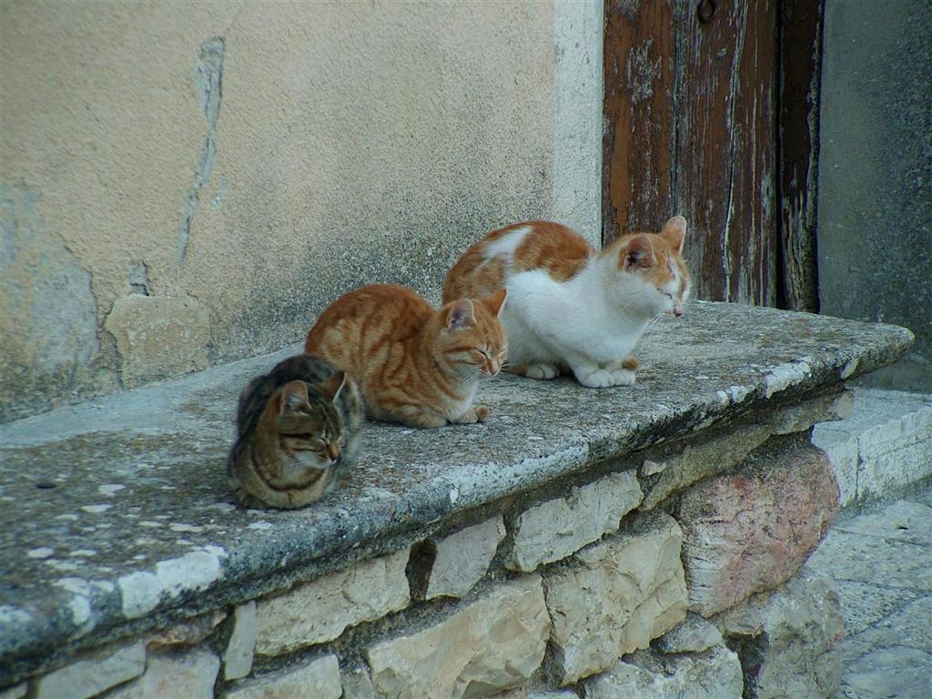 cats
